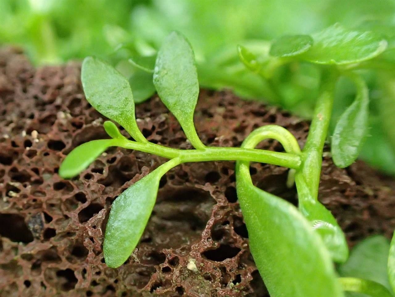 Lobelia irrigua 7