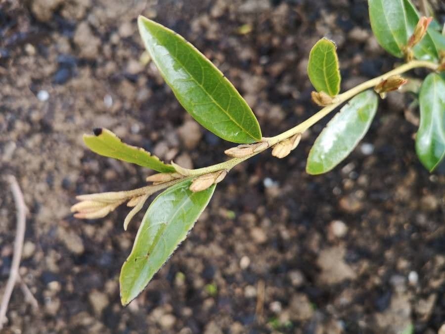 Distylium racemoso 5