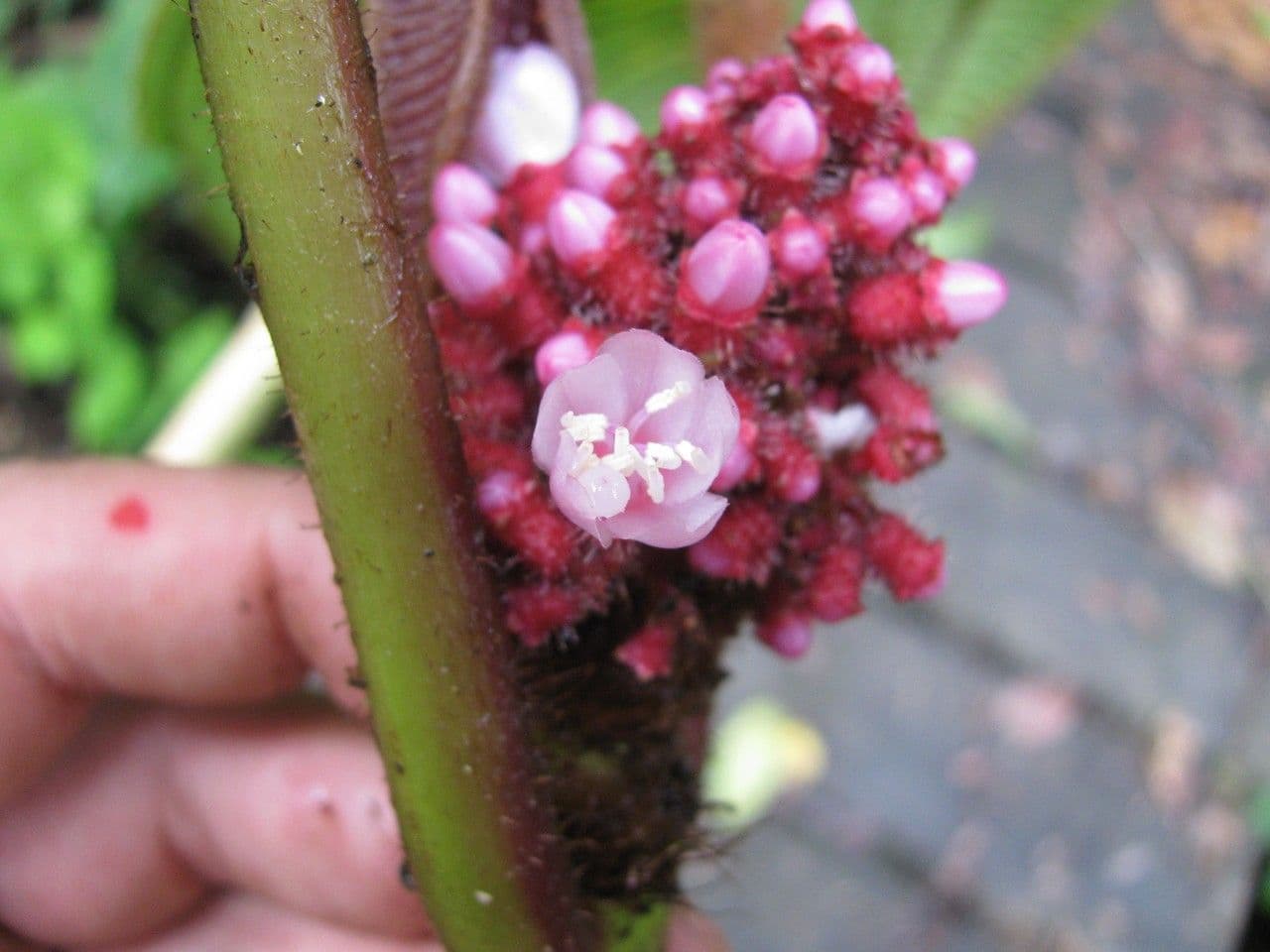 Miconia 5