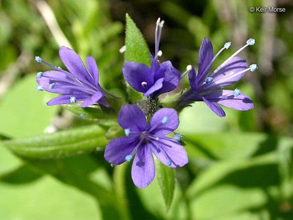 Collomia mazama