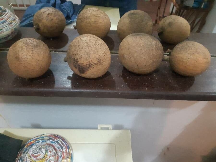 Mamey 3