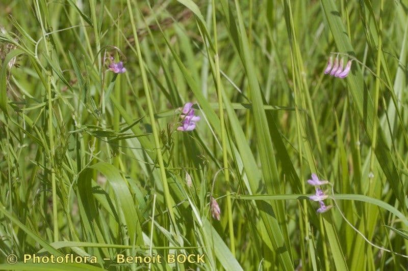 Vesce à petites fleurs 11