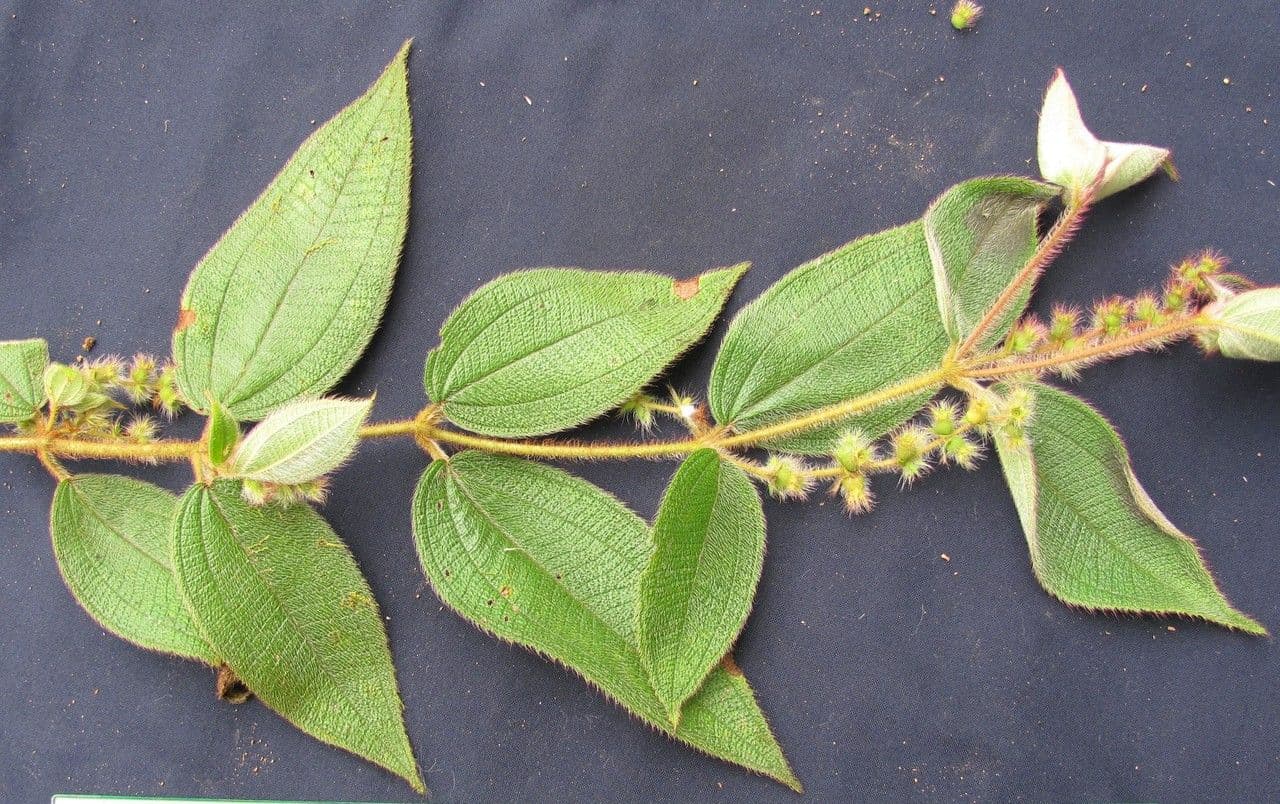 Miconia pendente 19