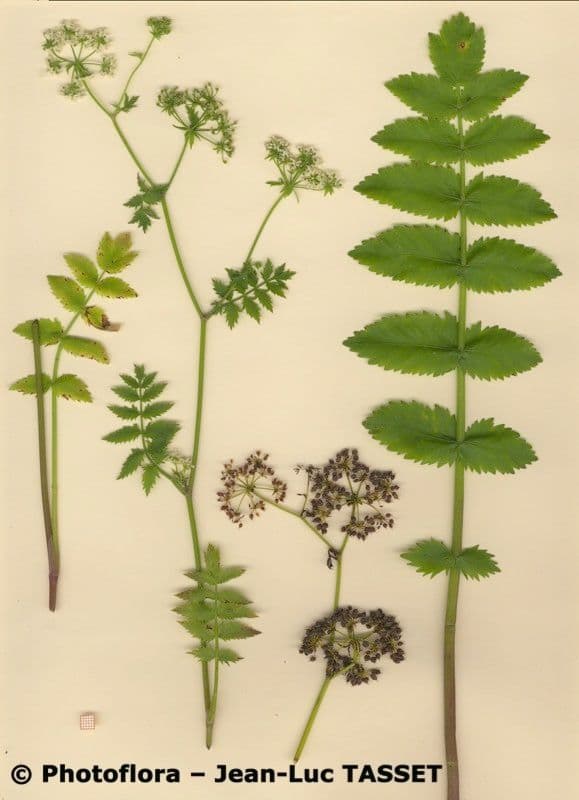 Berula 11