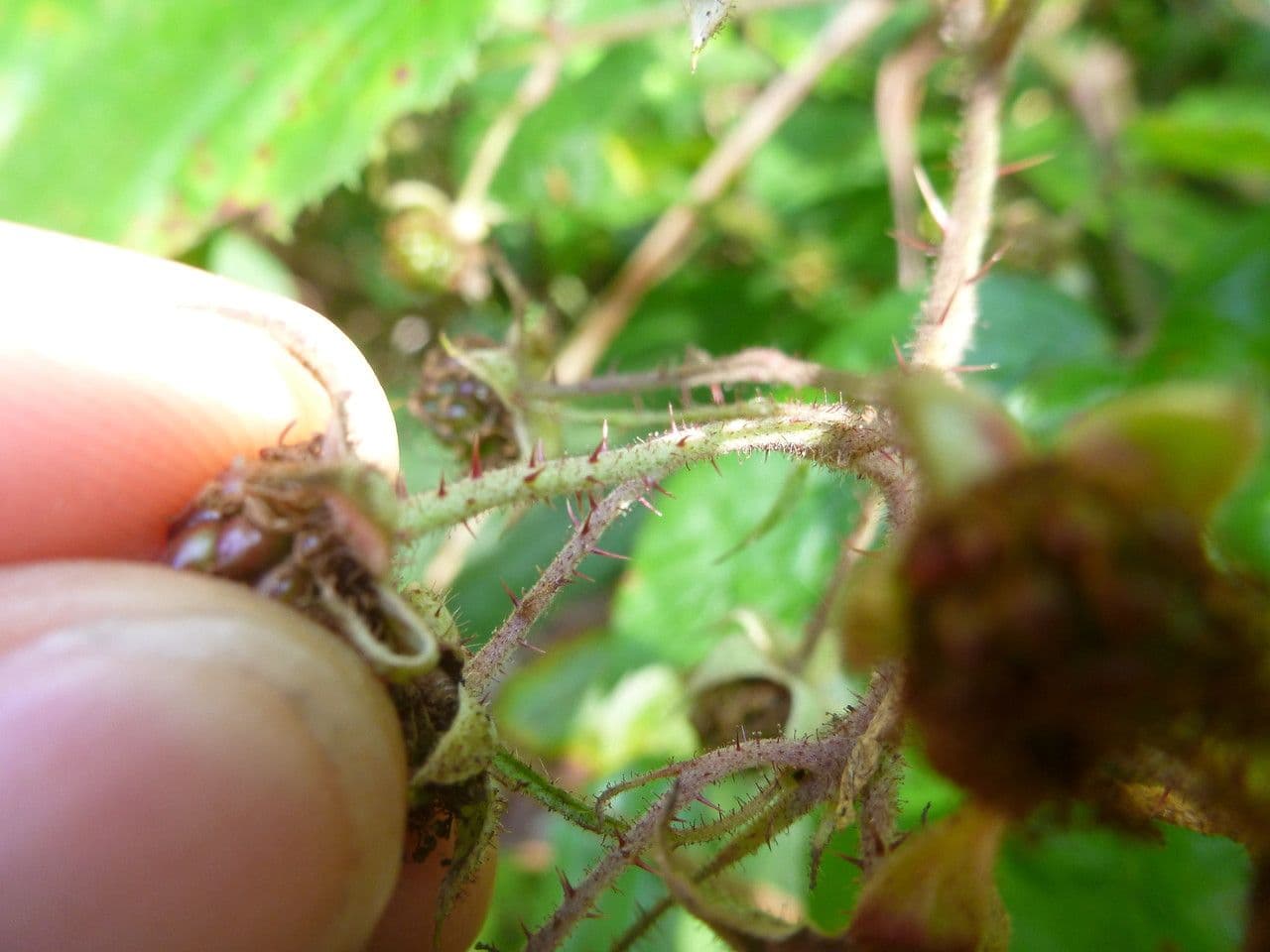 Rubus rudis 2