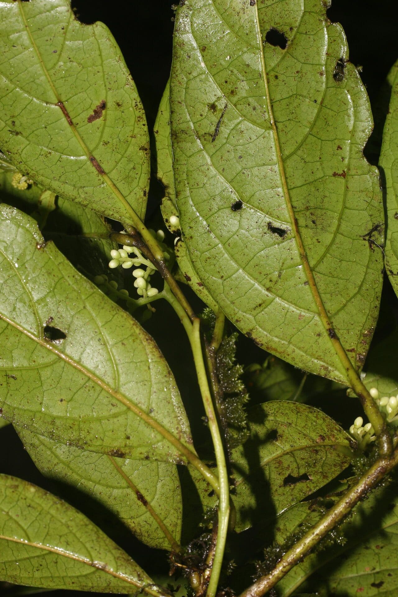 Cordia 7