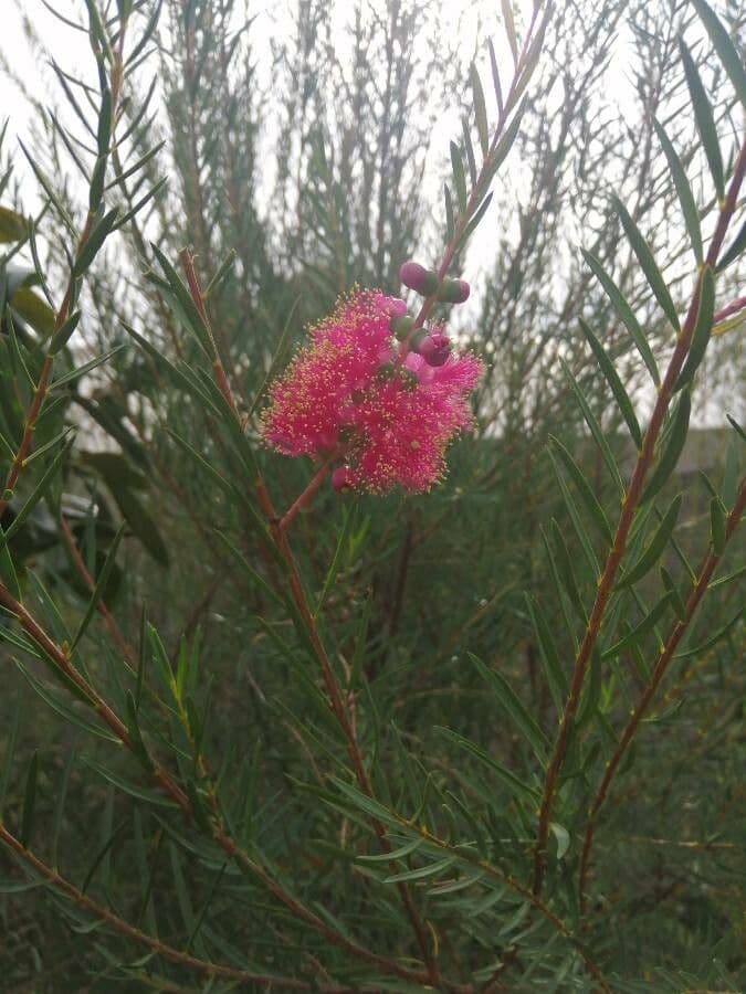 Melaleuca 4