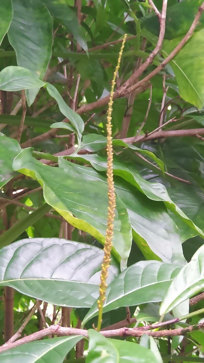 Coccoloba 2