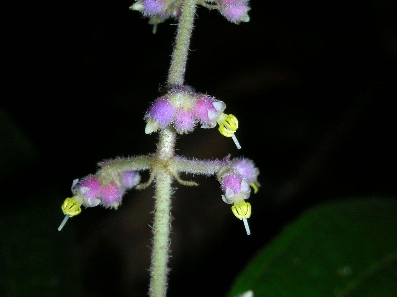 Miconia 15