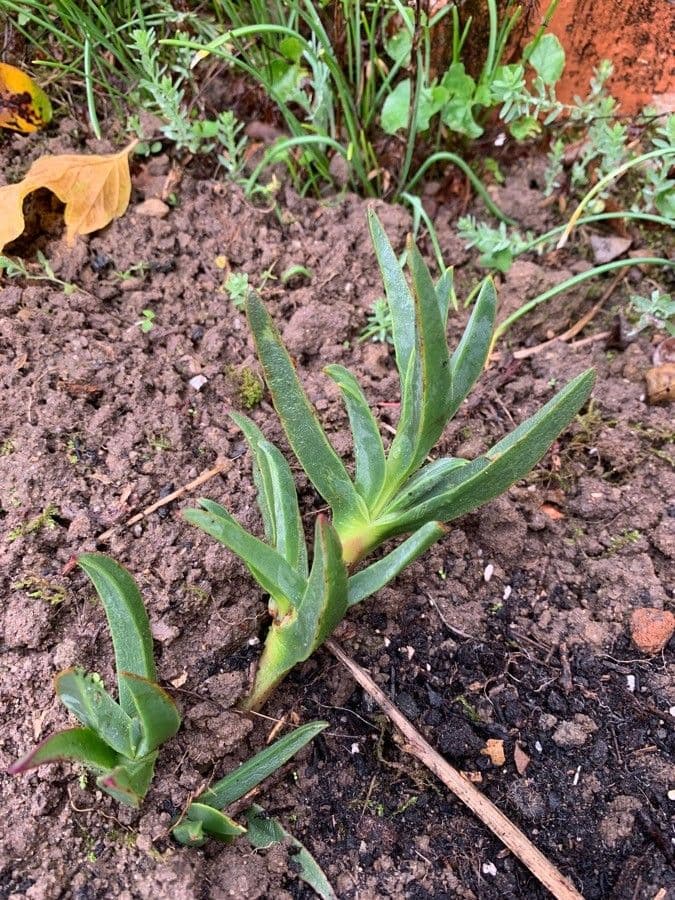 Fico degli Ottentotti 18