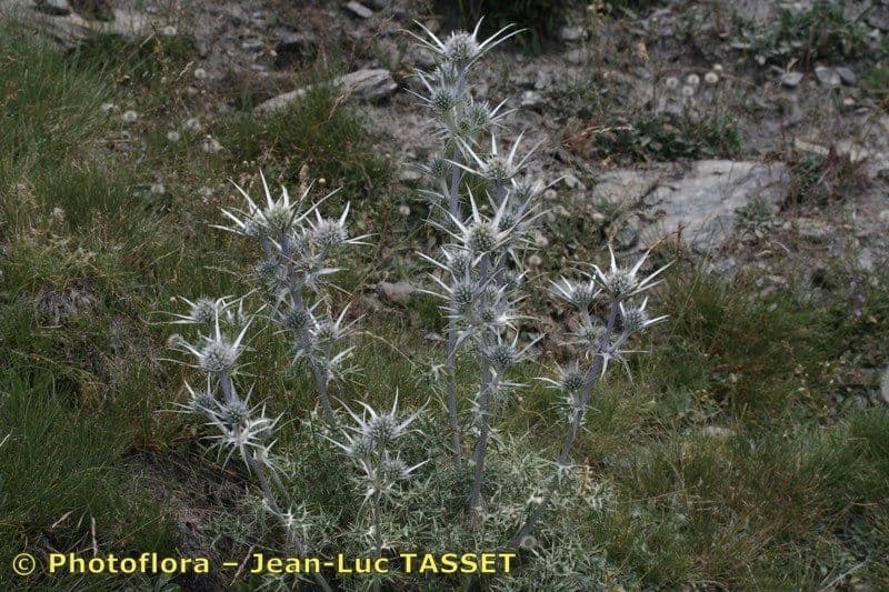 Eryngium glaciale 12