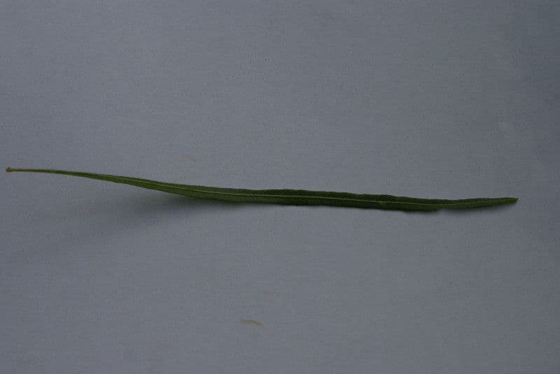 Dodonée visqueuse 27