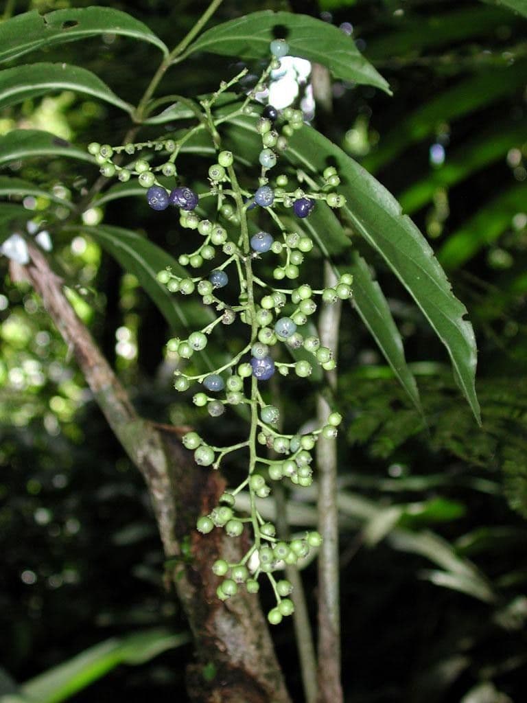 Bertiera 10