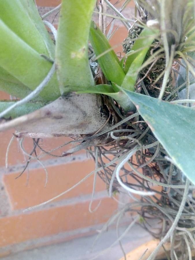 Tillandsia utricolata 19