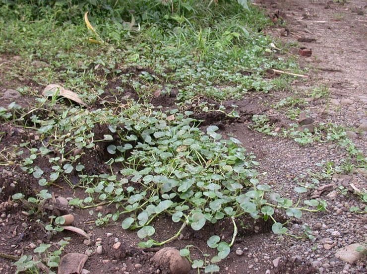 Heteranthera 10