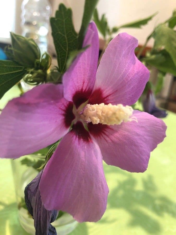 Hibiskus syryjski