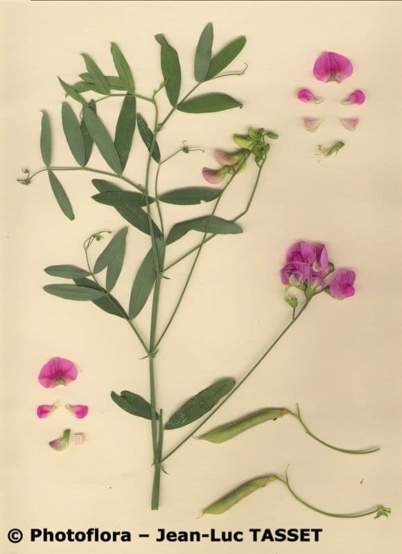 Cicerchia 22