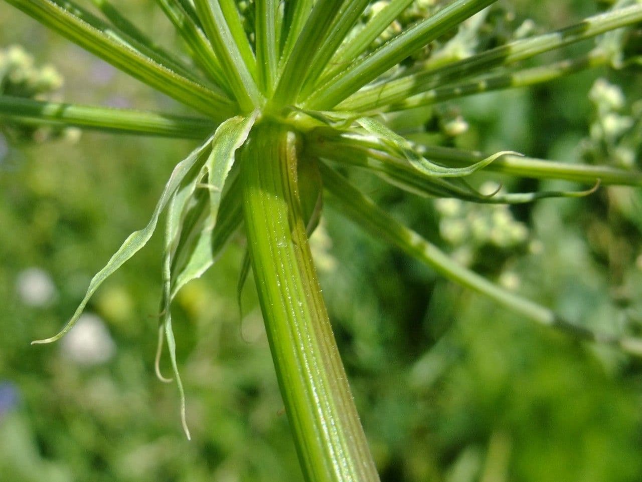 Broadleaf sermountain 23