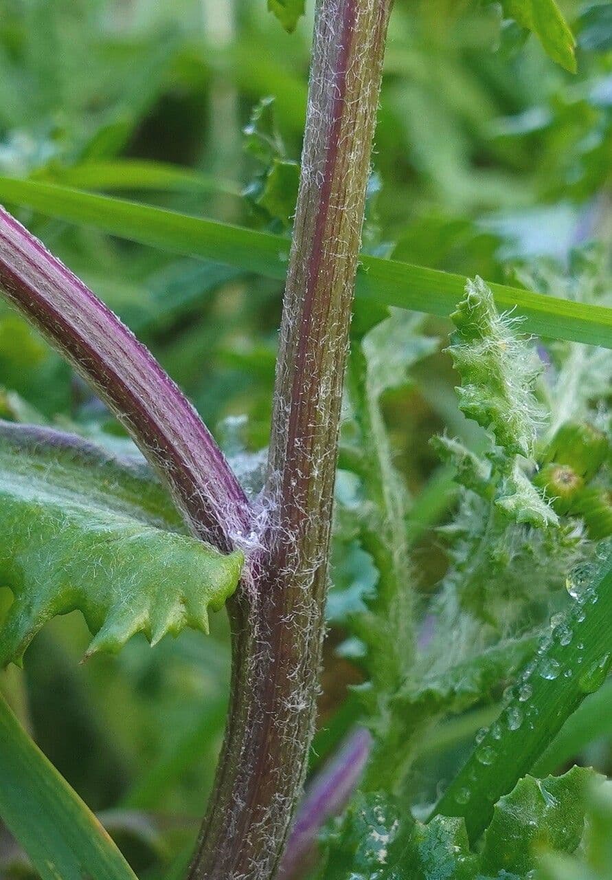 Senecione comune 24