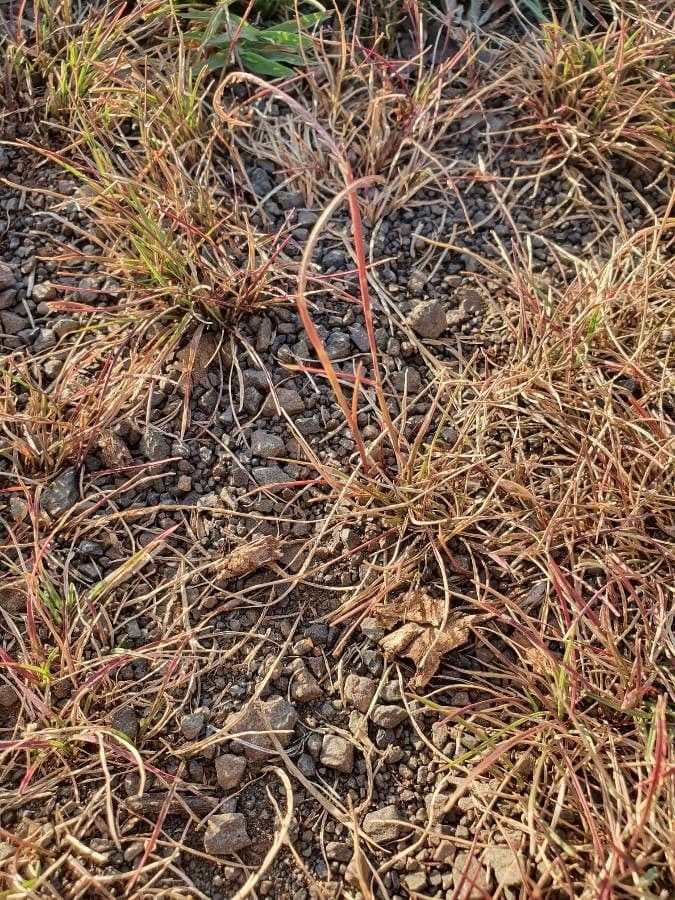 Microchloa 8