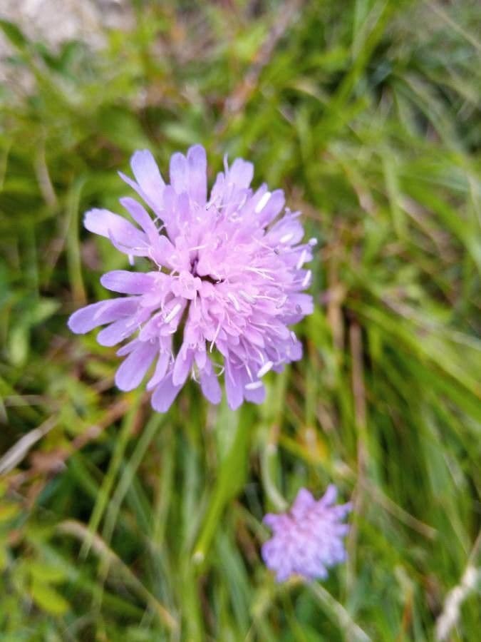 Ambretta silvatica 3
