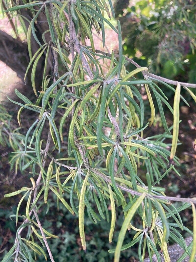Olearia 3