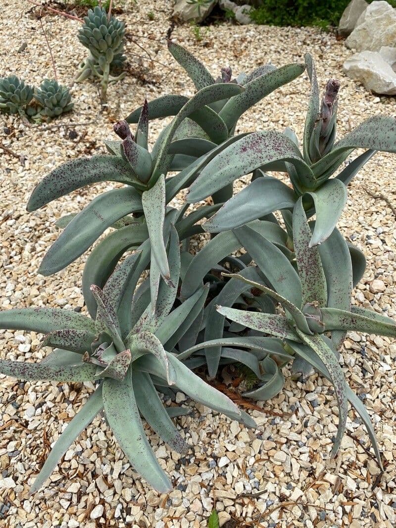 Crassula perfoliata 9