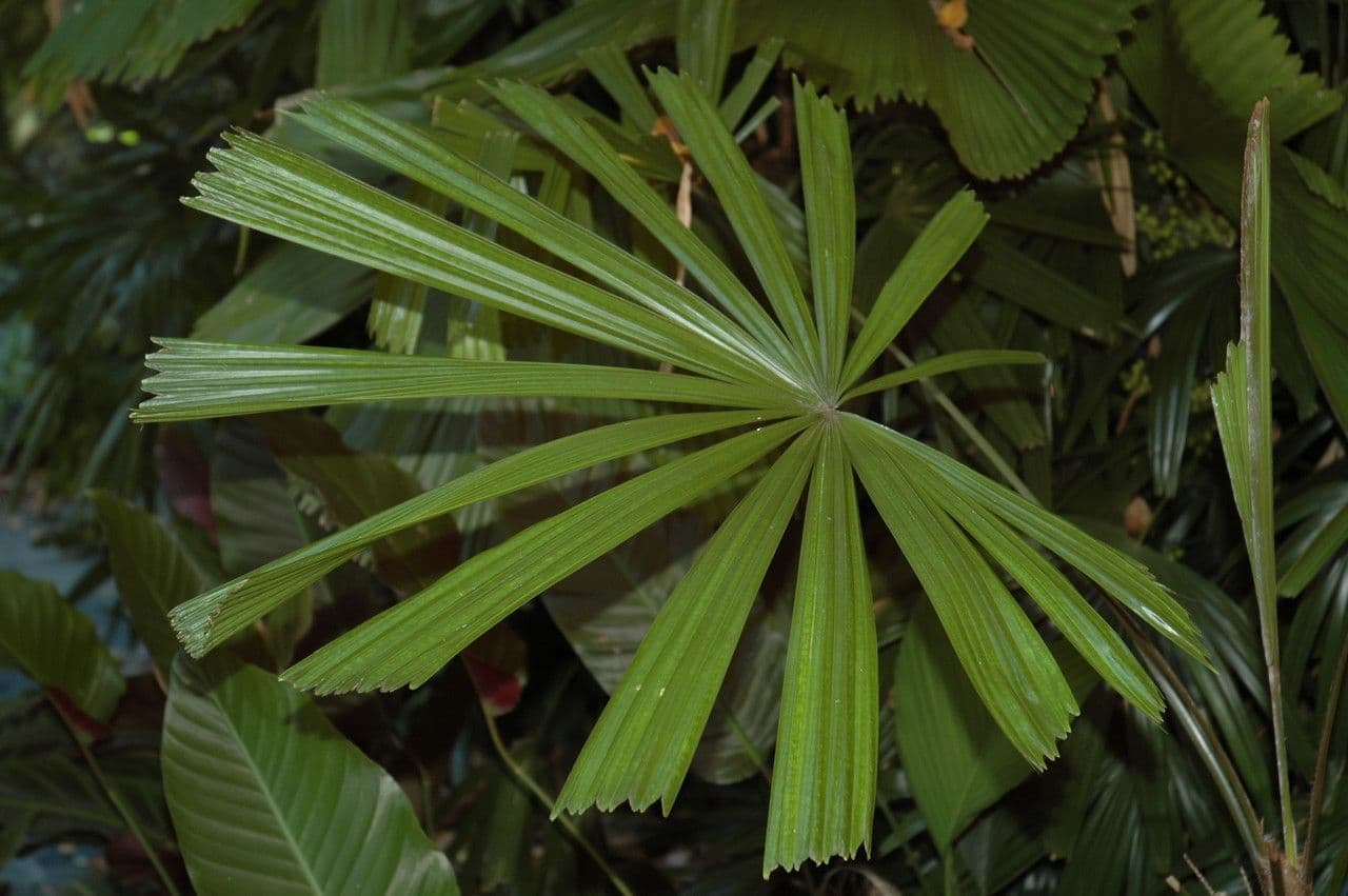 Licuala 3