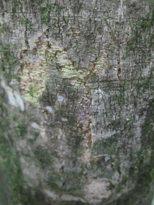 Leonia glycycarpa 10