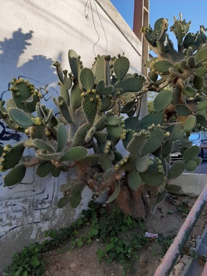 Opuntia leucotricha 12