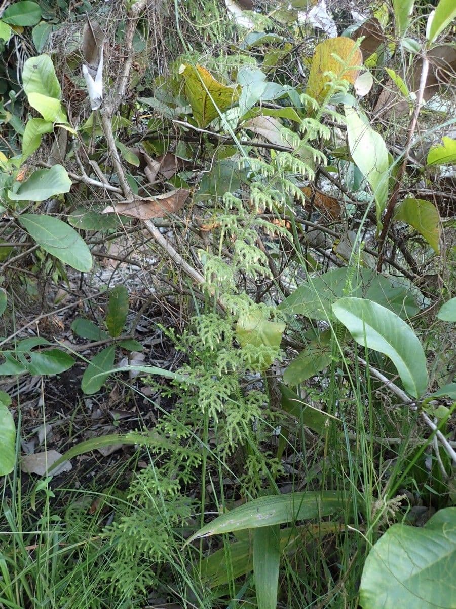 Lycopodiella cernua 6