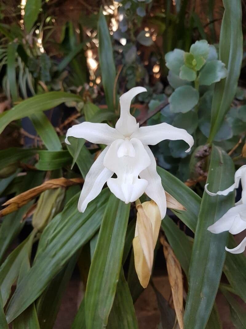 Coelogyne 3