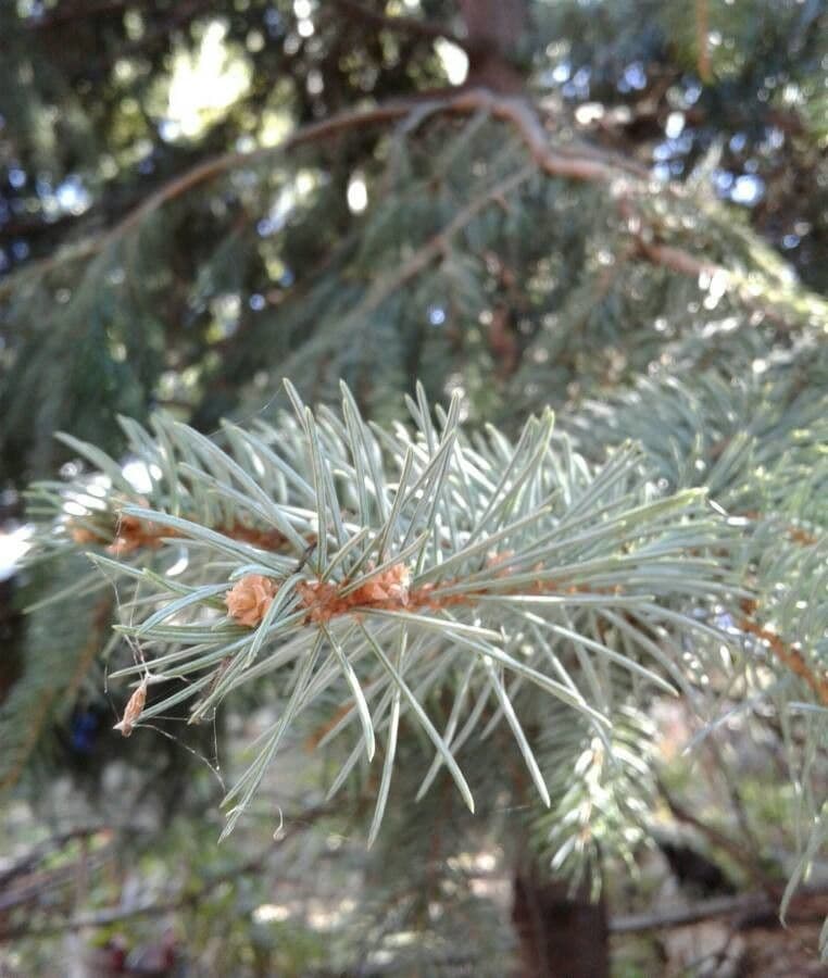 Smrek pichľavý 4