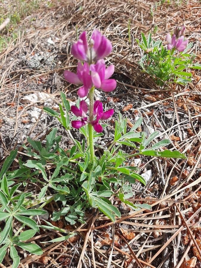 Spanische Lupine 10