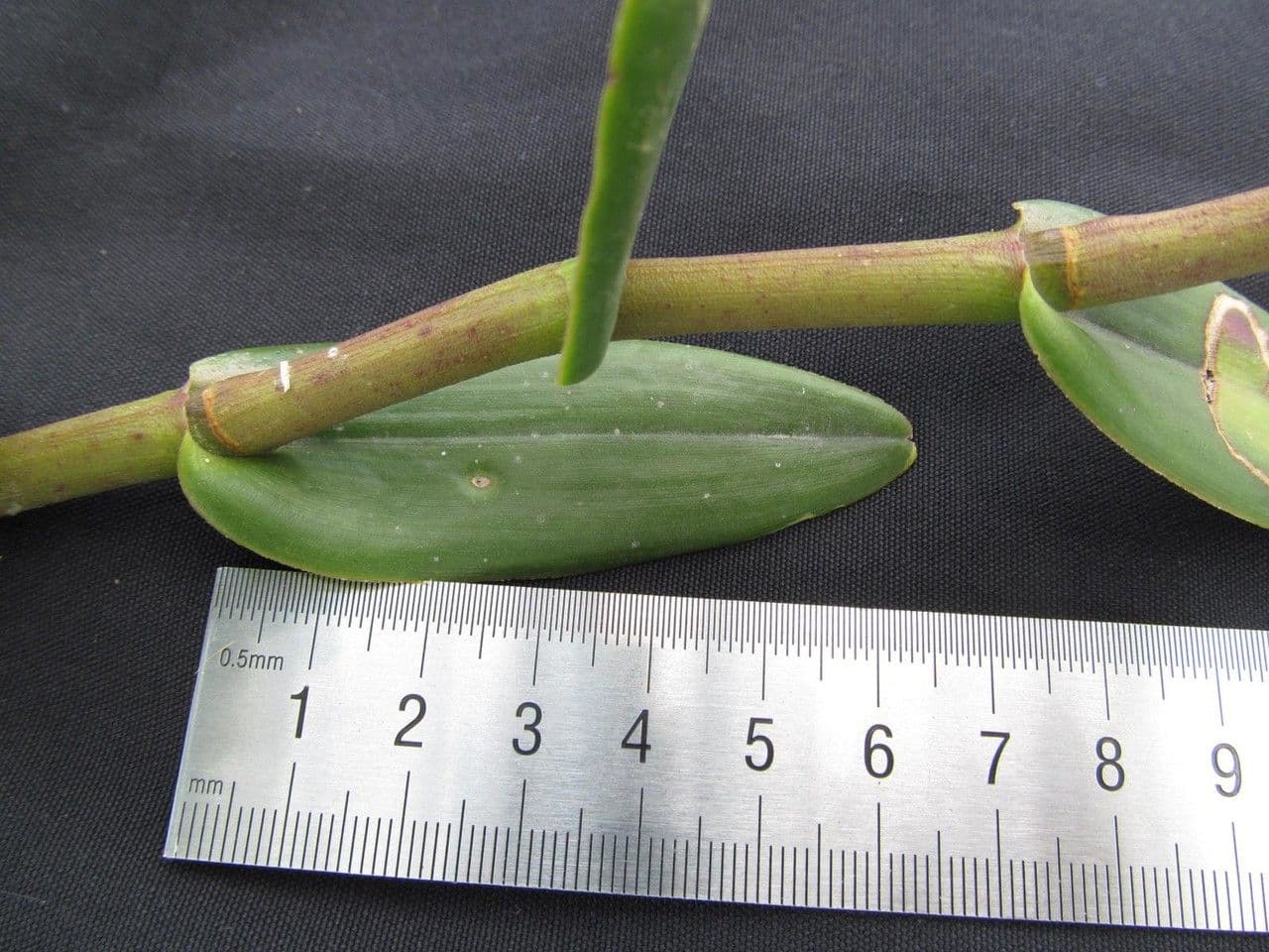 Epidendrum radicans 26