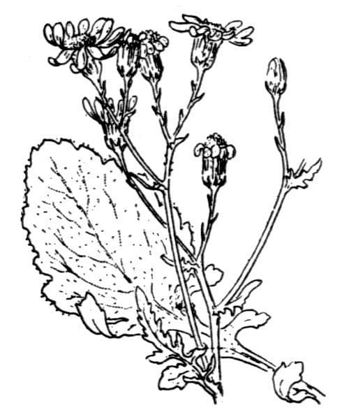 Senecione erratico 25