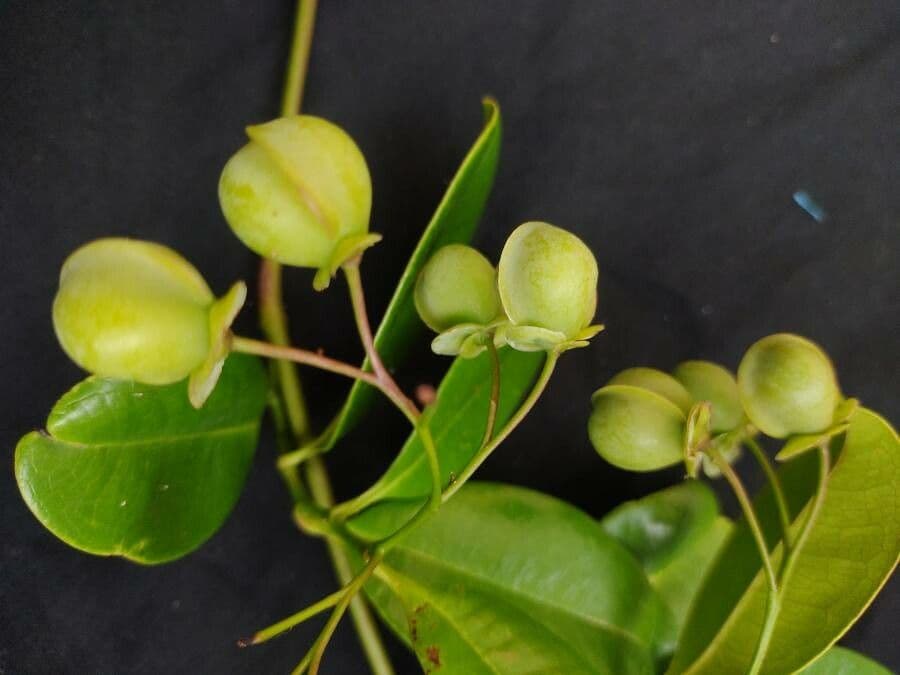 Davilla flexuosa 4