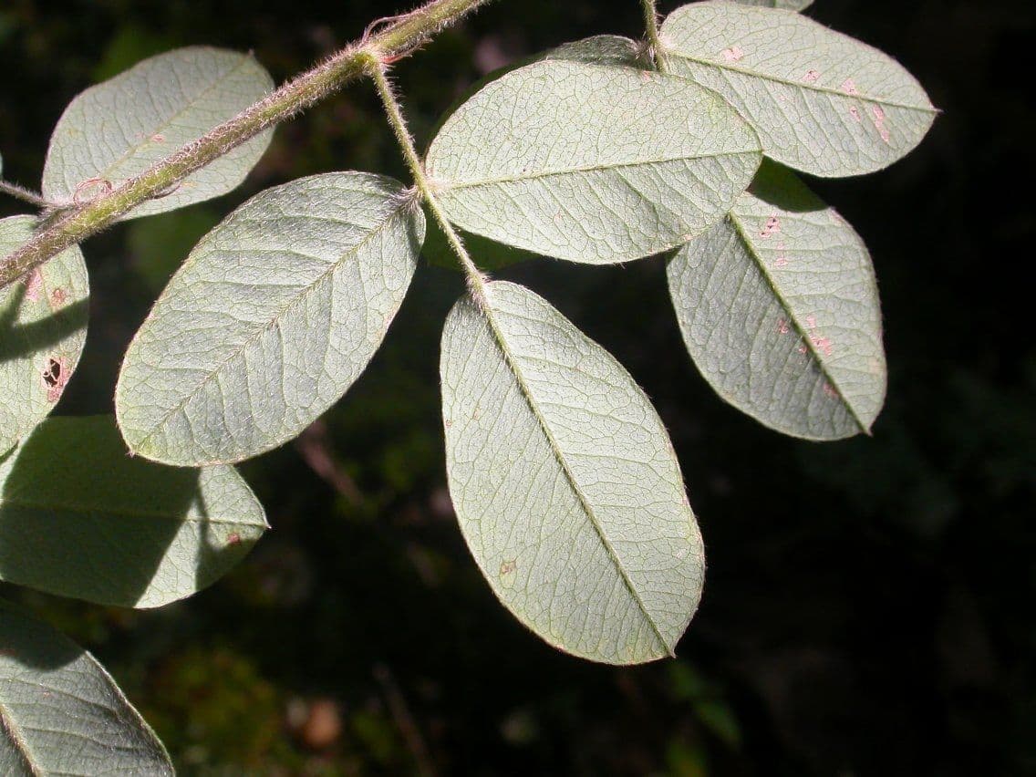 Lespedeza lysá 7
