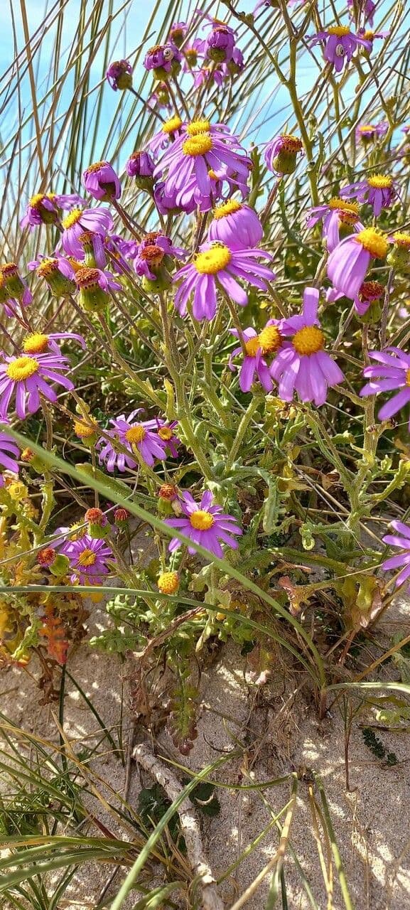 Senecio elegante 9