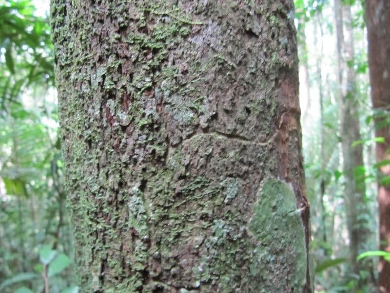 Stachyarrhena 4
