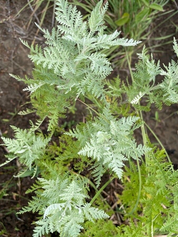 Artemisia afra 4
