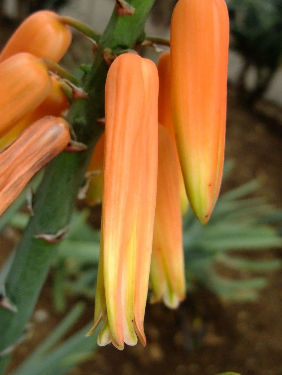 Kumara 5