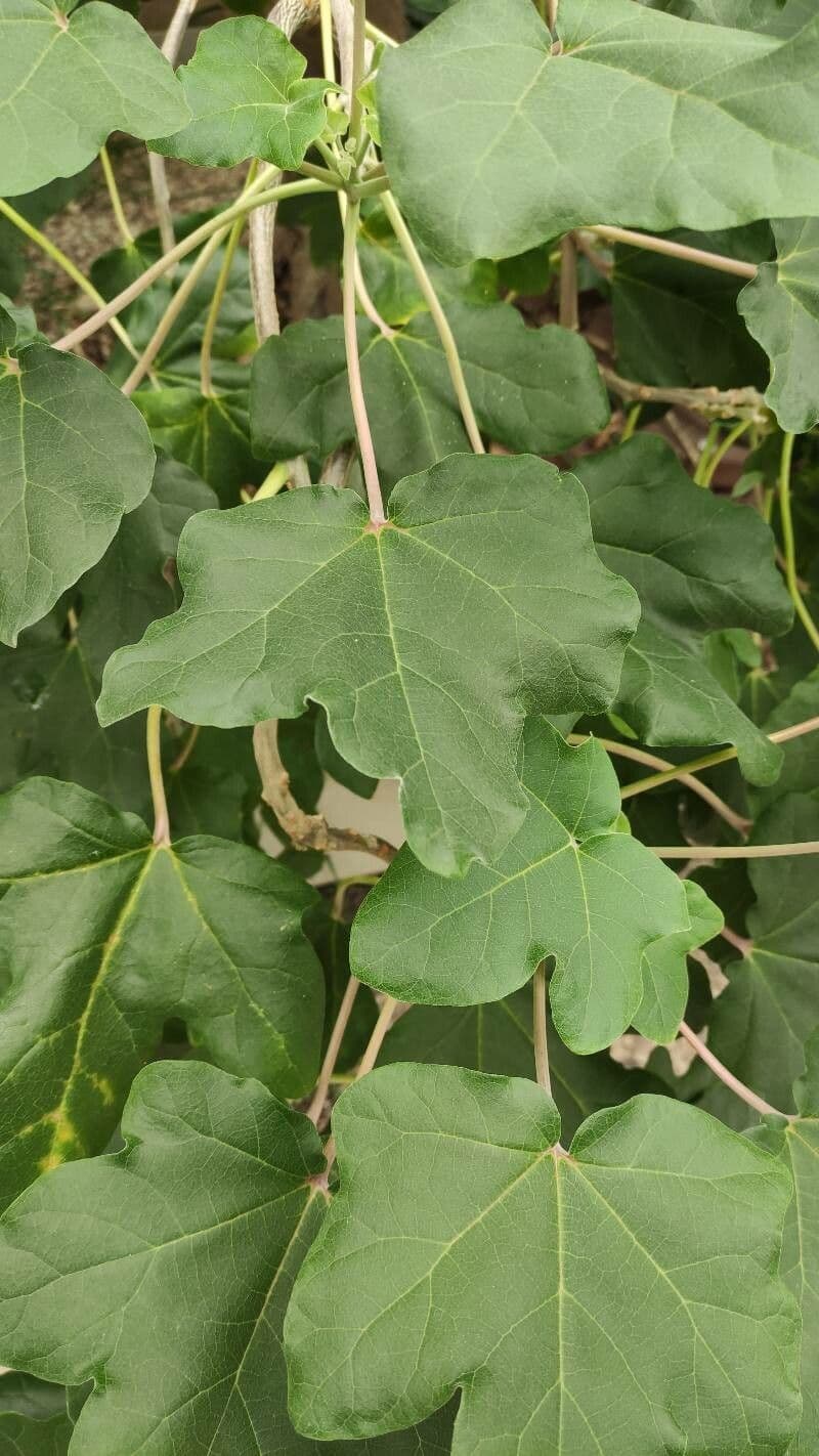 Uncarina 4