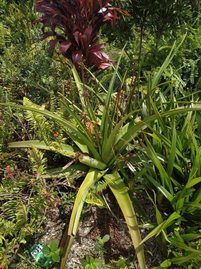 Aloe 10