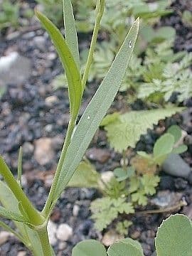 Silene antirrhinum 9