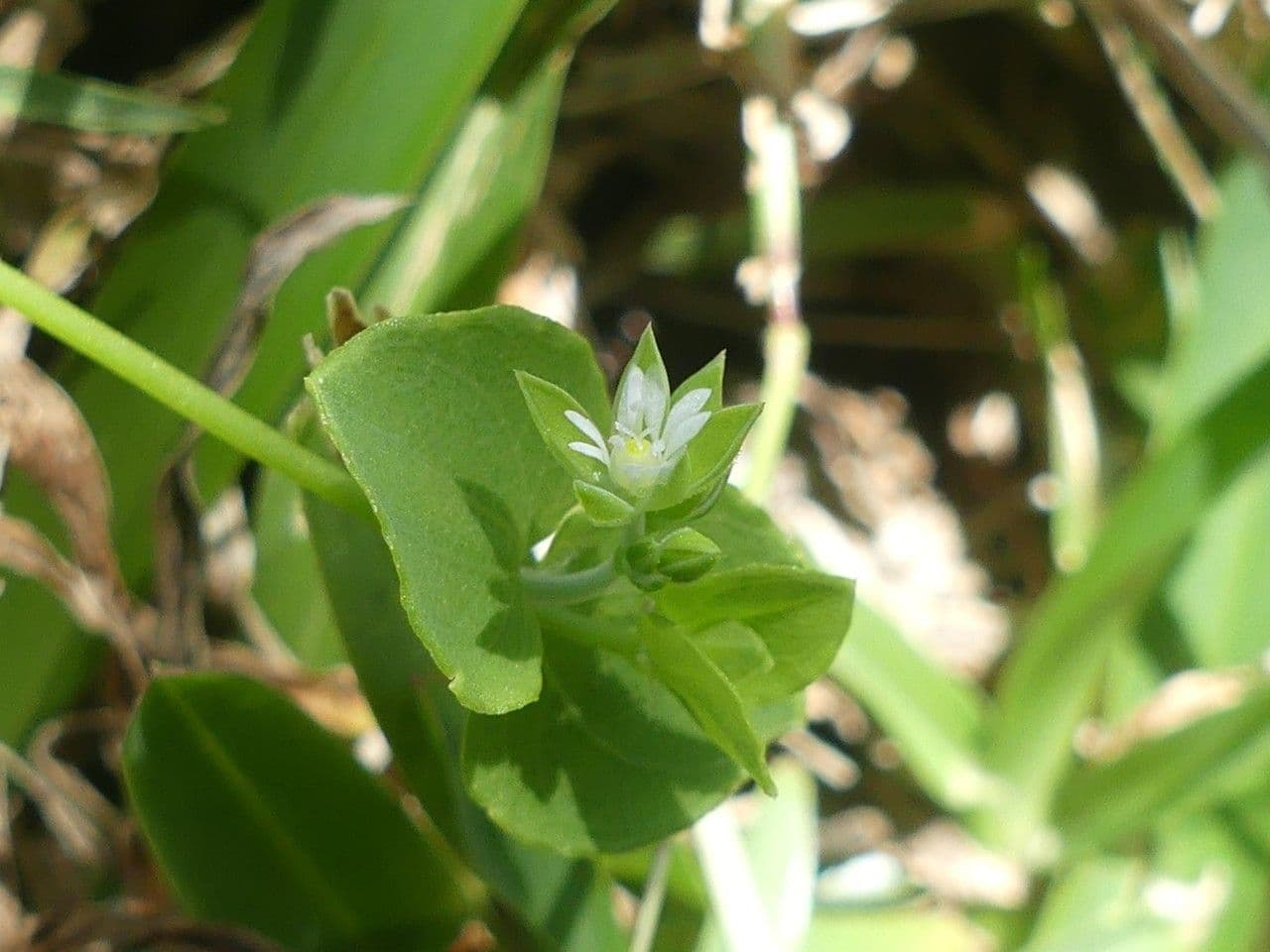 Drymaria cordata 7