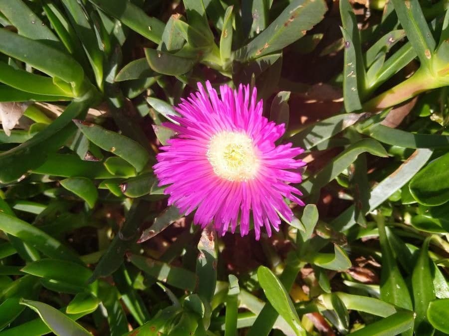 Carpobrotus 4