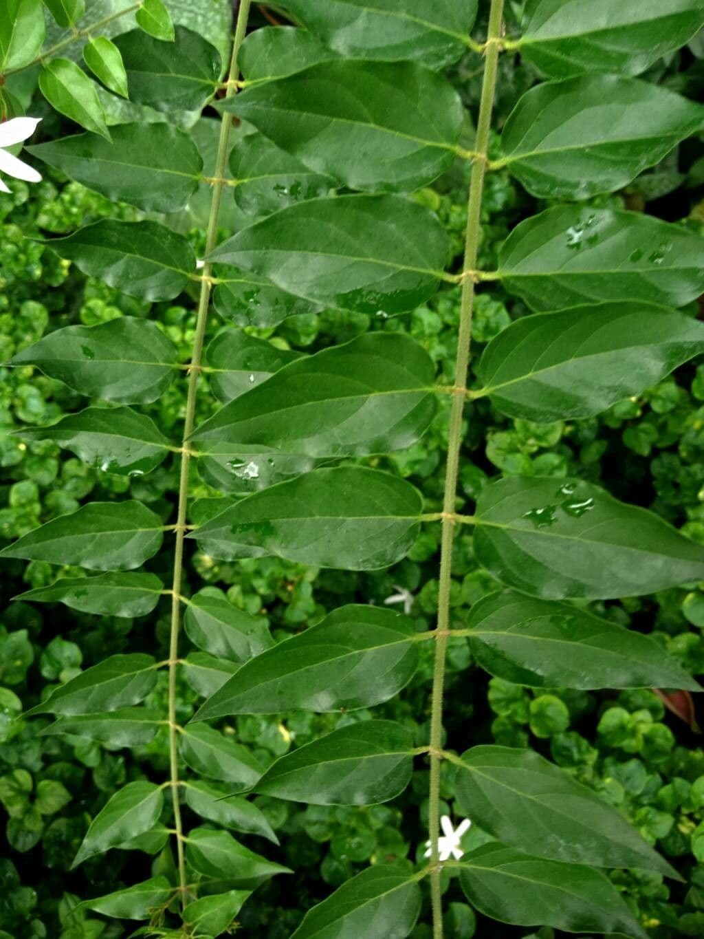 Jasmin multiflore 10