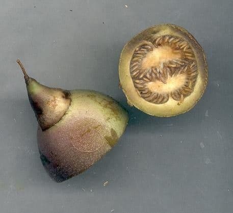 Schlegelia 18