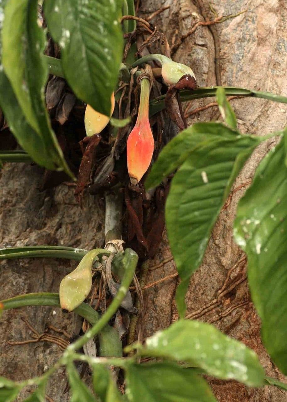 Syngonium 2